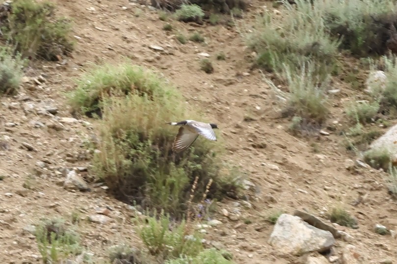 Snow Pigeon - Padma Gyalpo