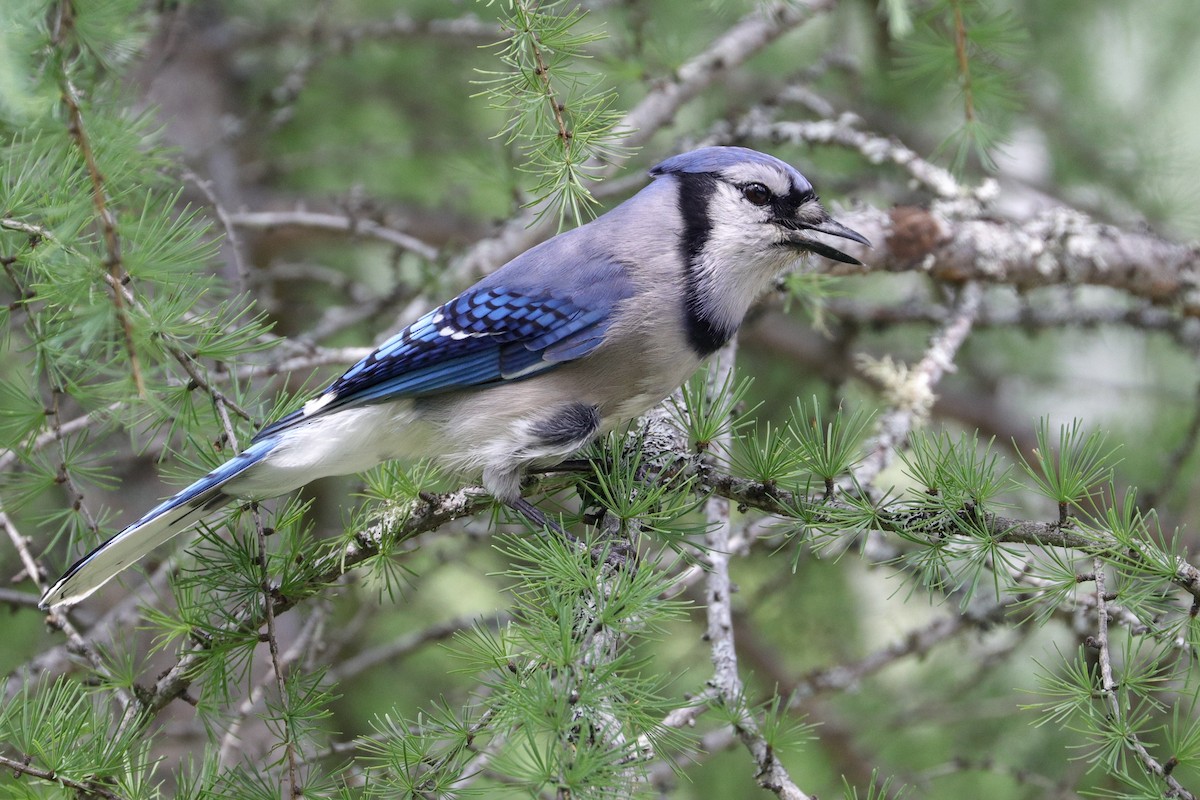 Blue Jay - ML593107411