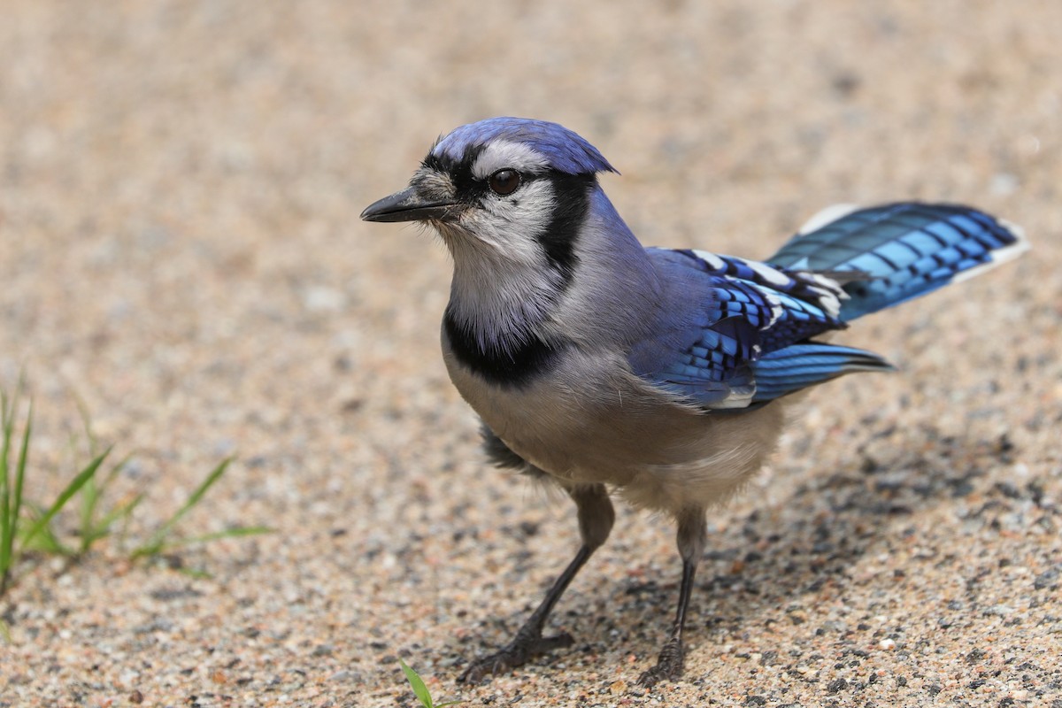 Blue Jay - ML593107421