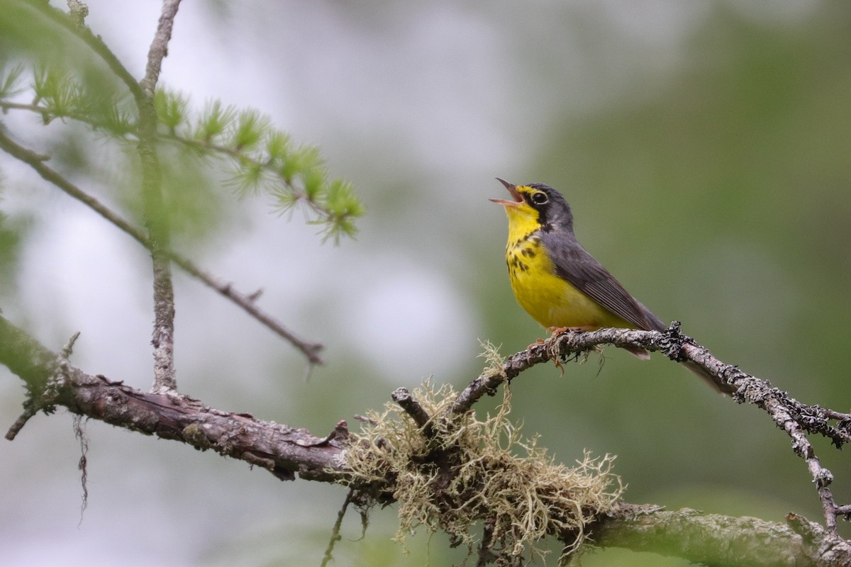 Canada Warbler - Martina Nordstrand