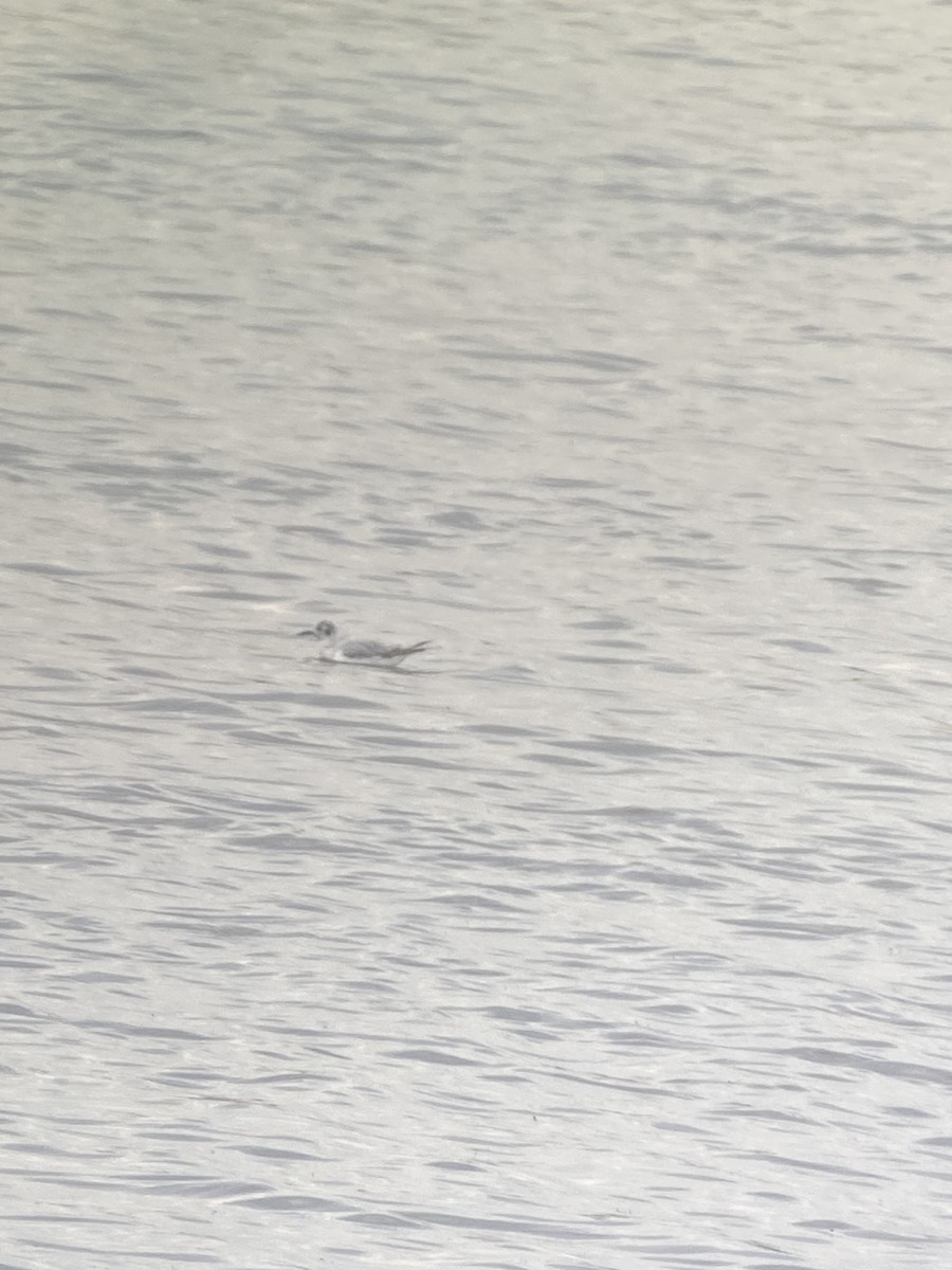 Bonaparte's Gull - ML593110091