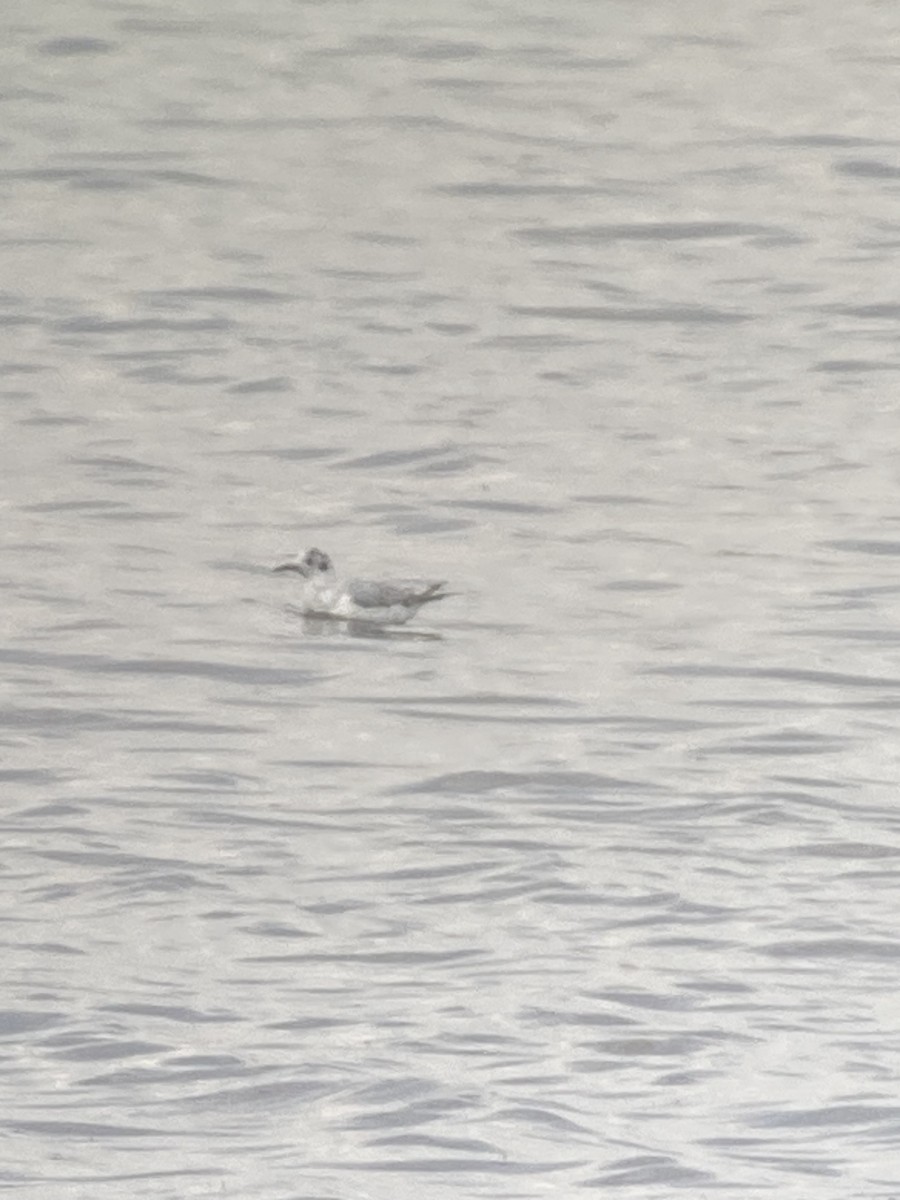 Bonaparte's Gull - ML593110101