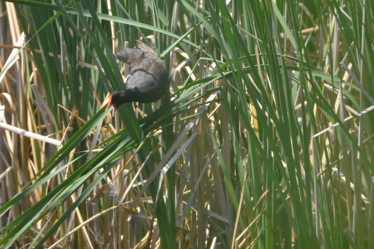 Common Gallinule - ML593110411