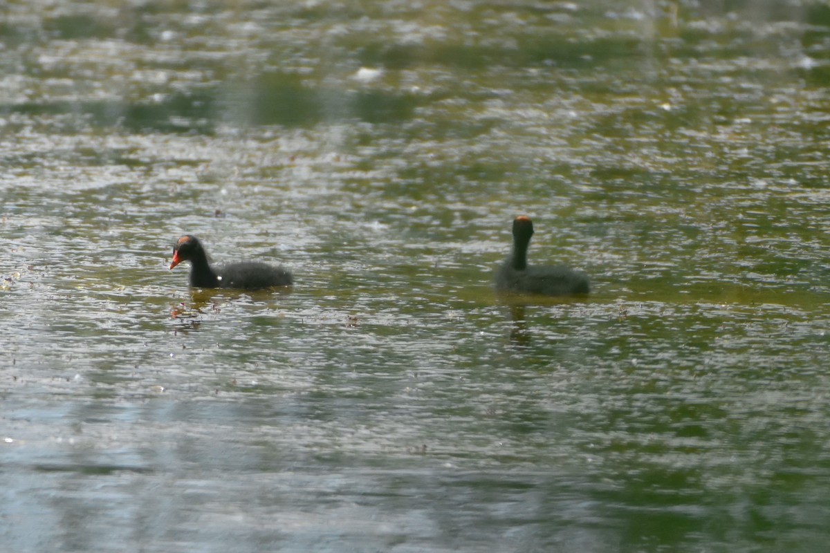 Common Gallinule - ML593110491