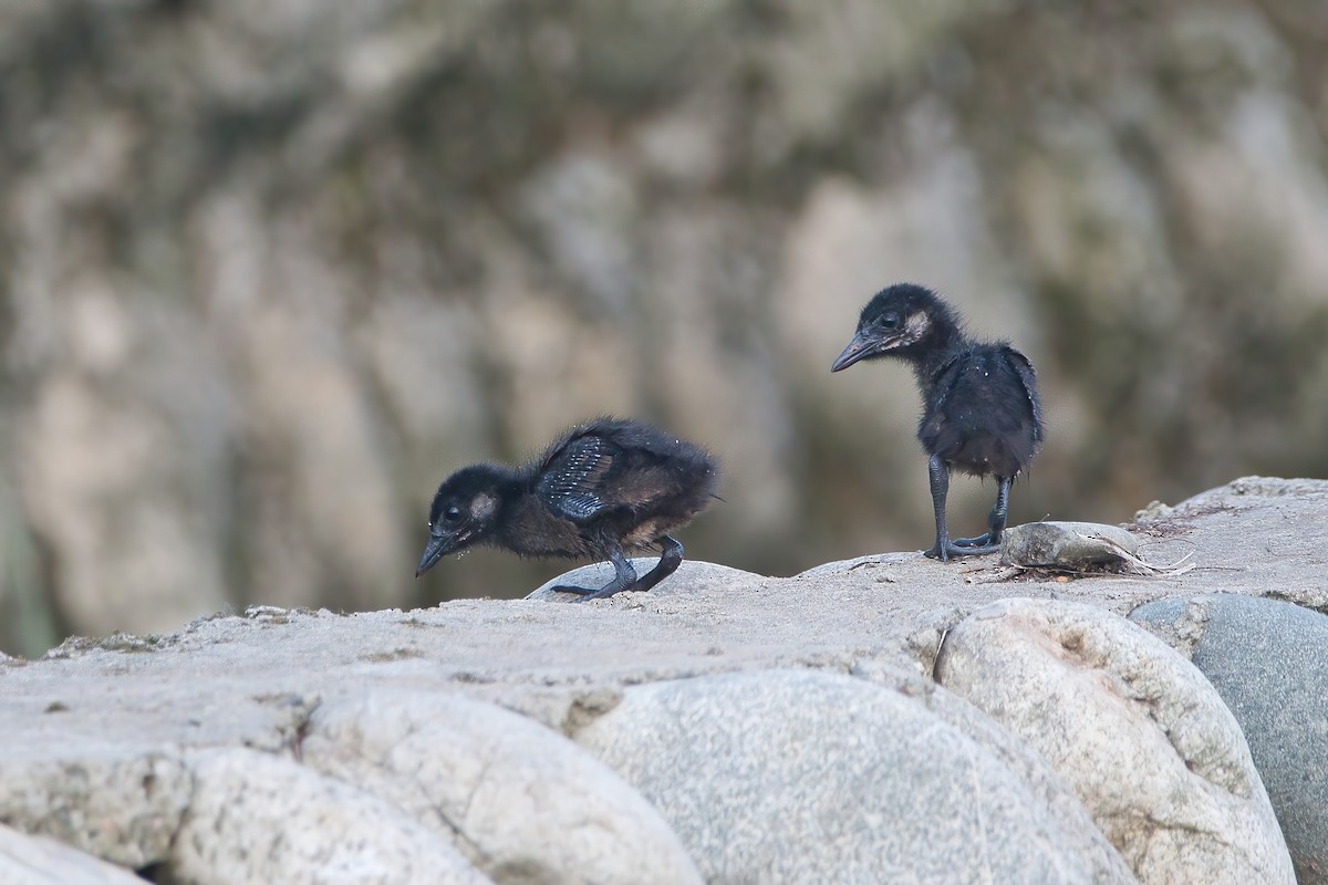 Slaty-breasted Rail - Hong Wang