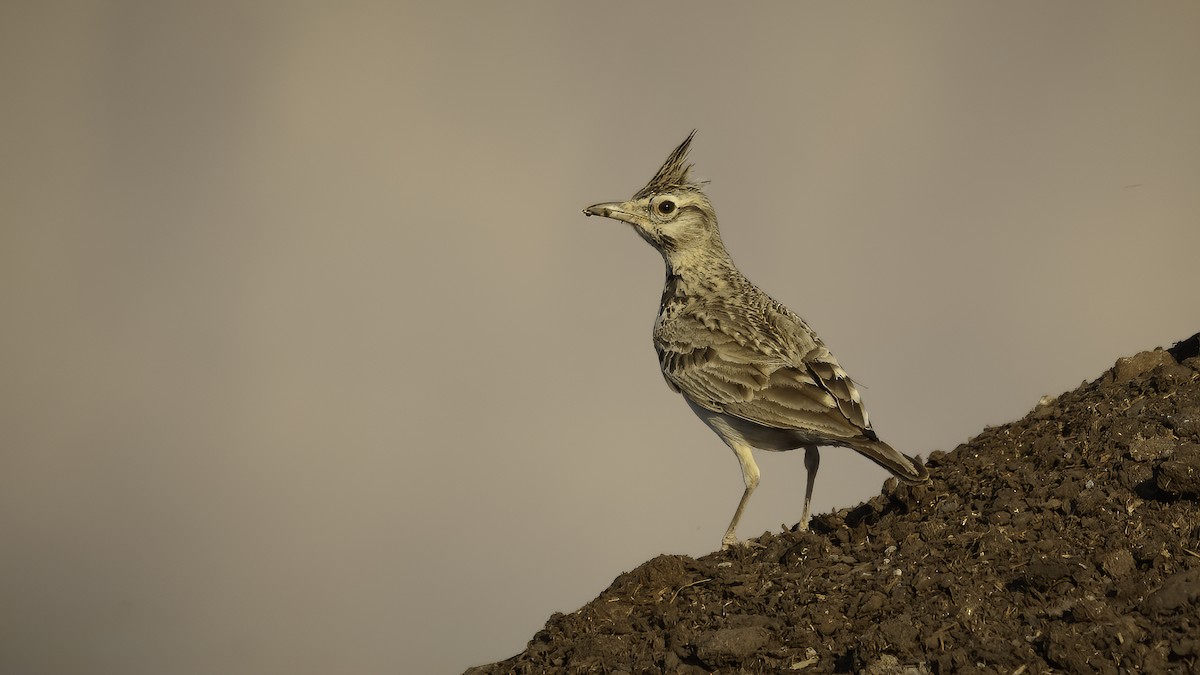 Crested Lark - Markus Craig