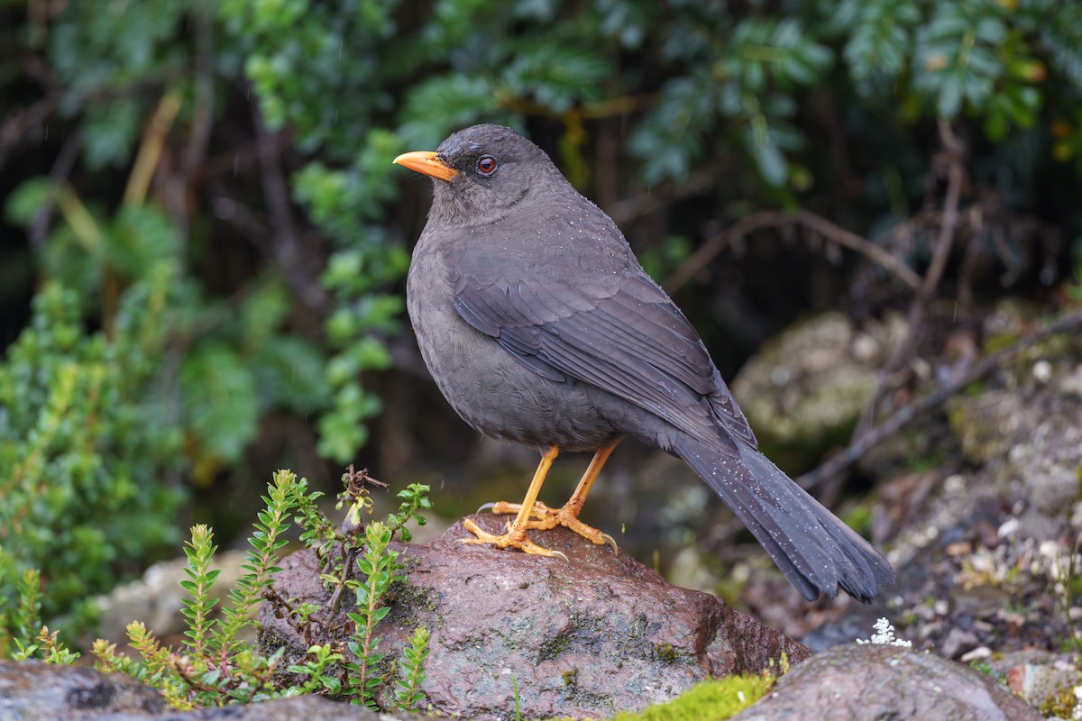 Great Thrush - ML593111501