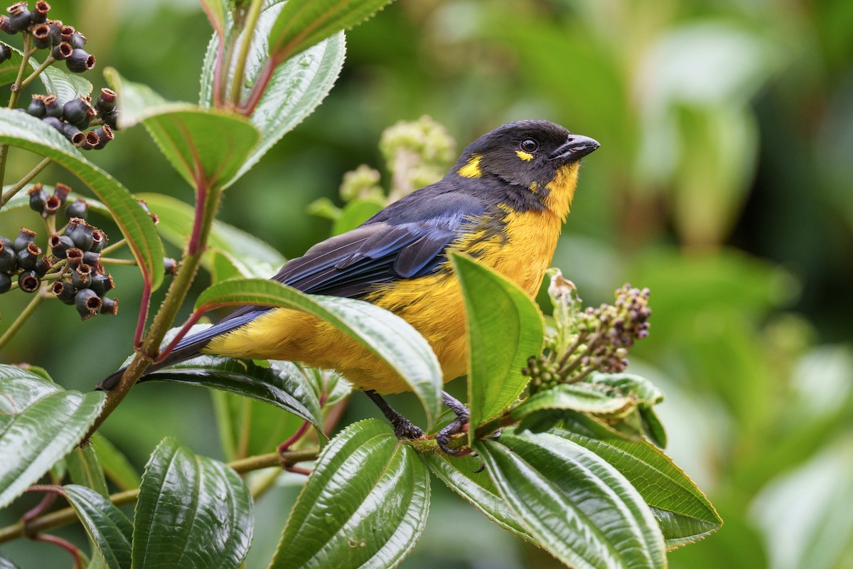 Lacrimose Mountain Tanager - Jeff Hapeman