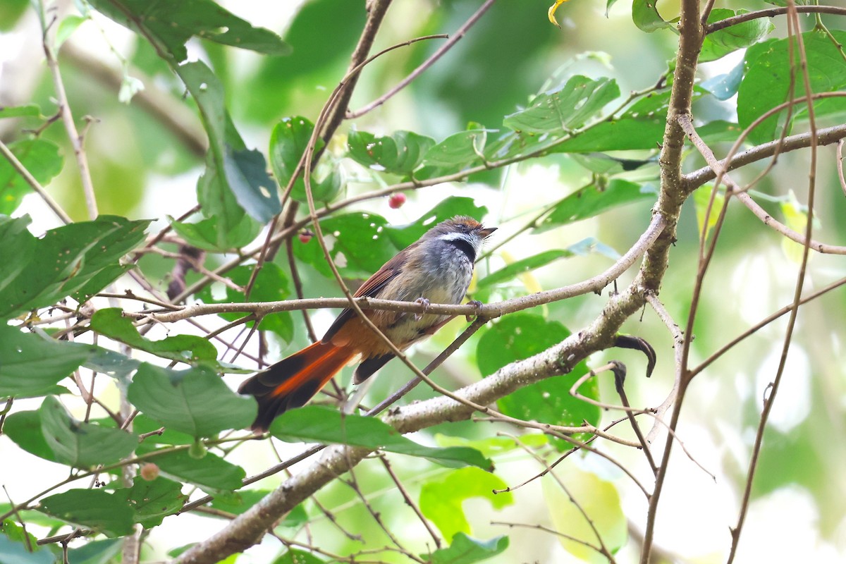 Sulawesi Fantail - ML593112241