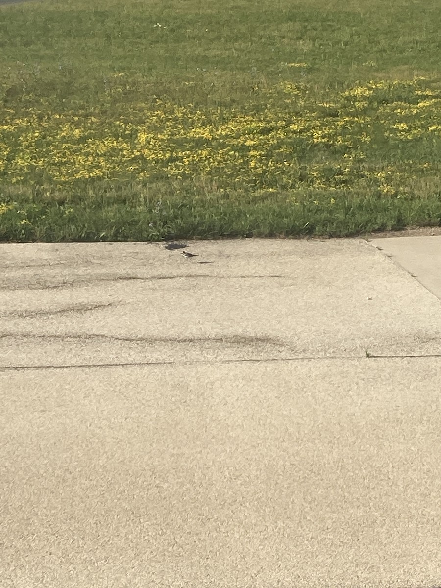 Killdeer - ML593113321