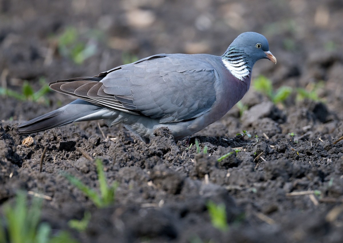 Common Wood-Pigeon - ML593113601