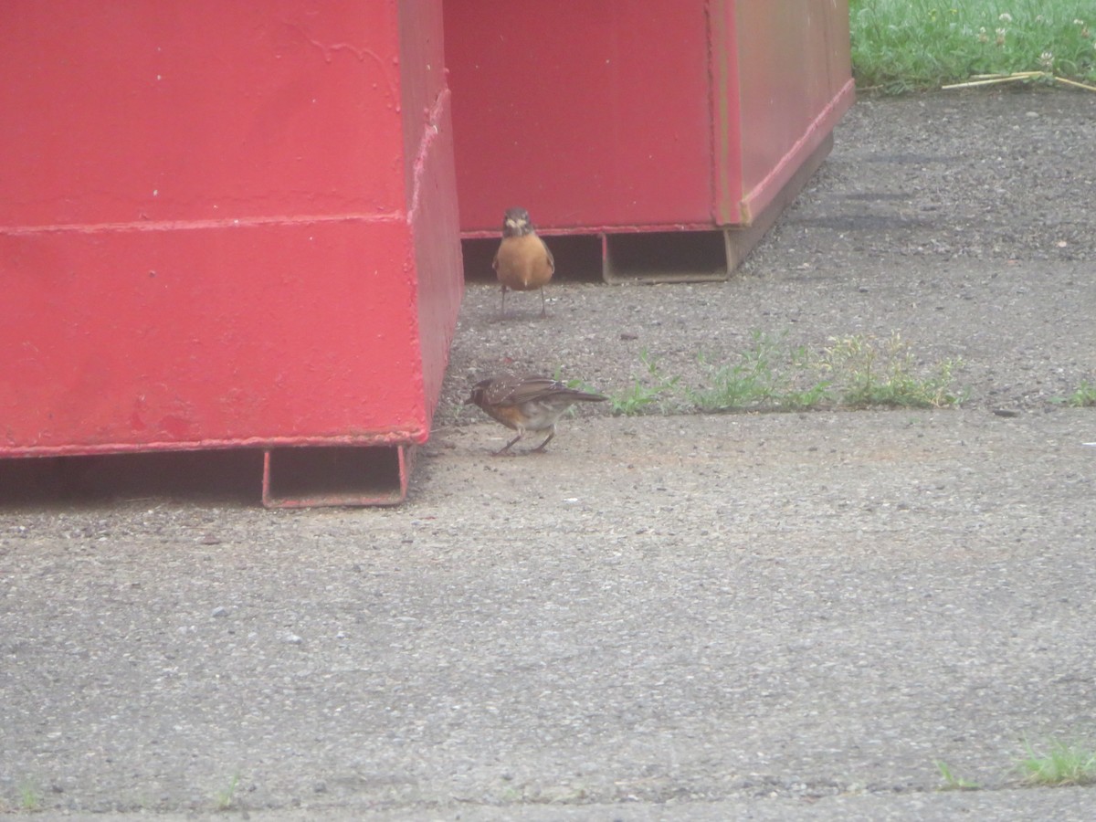 American Robin - William Kuk