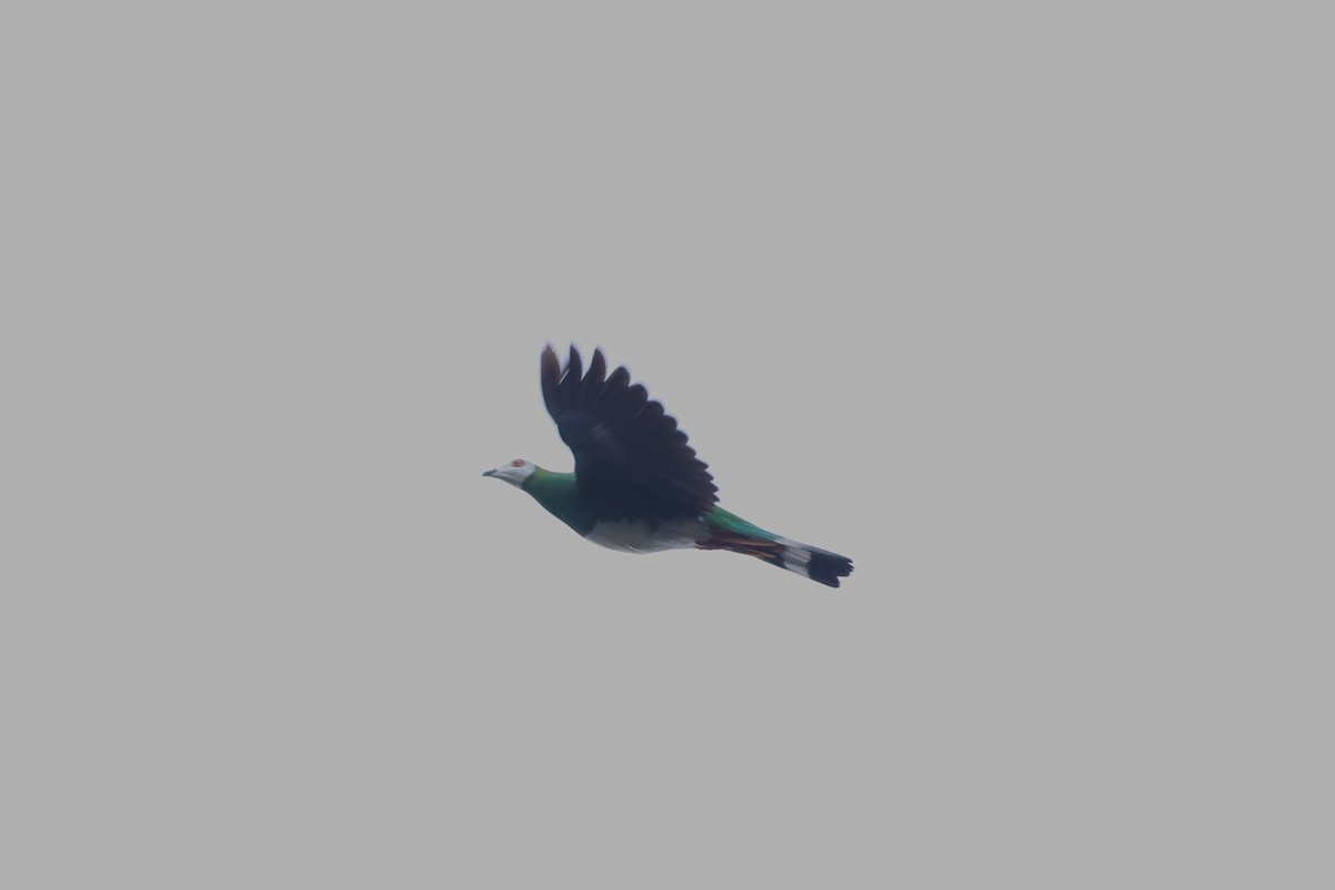 holub zelenobílý - ML593114841