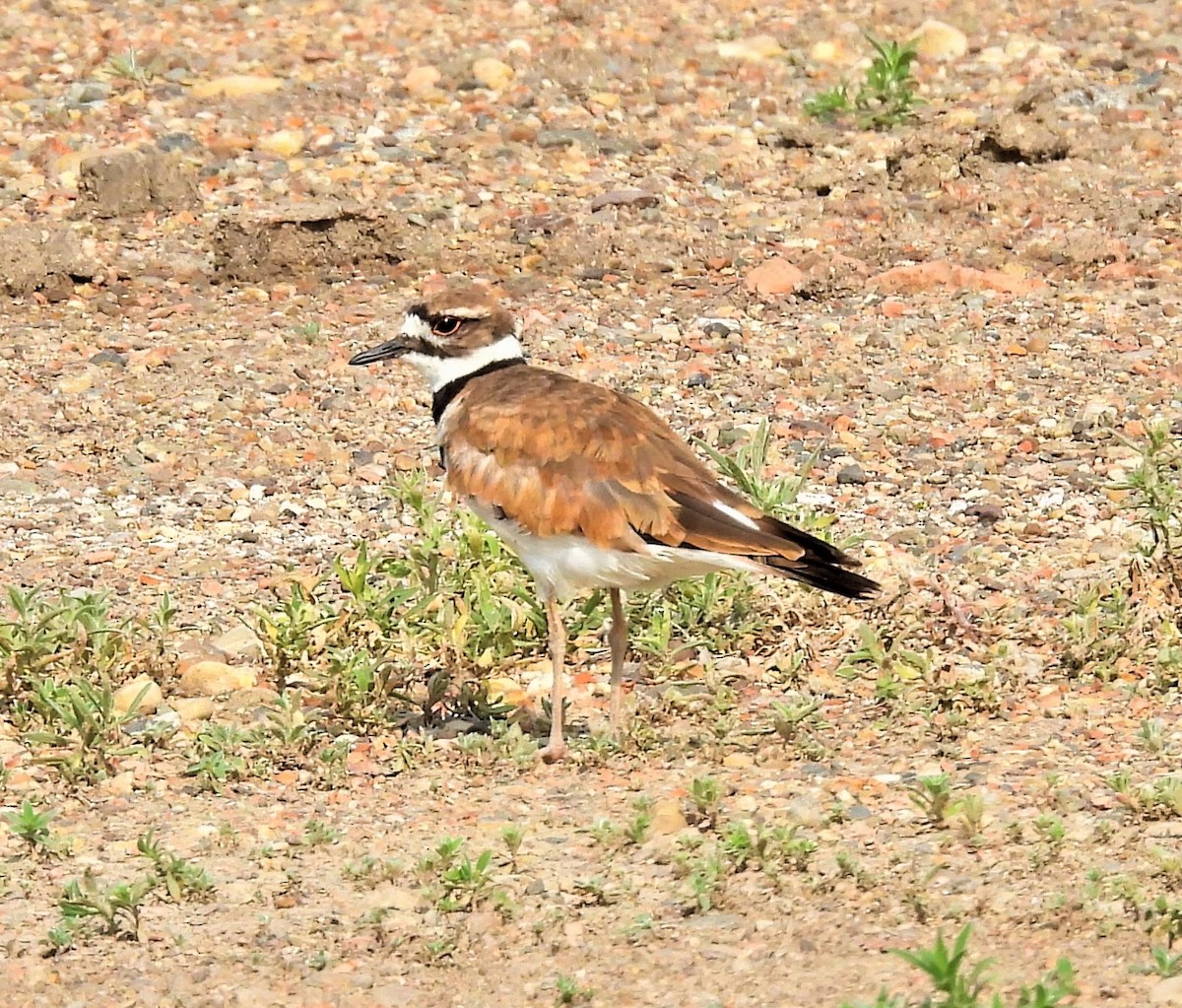 Killdeer - ML593114991