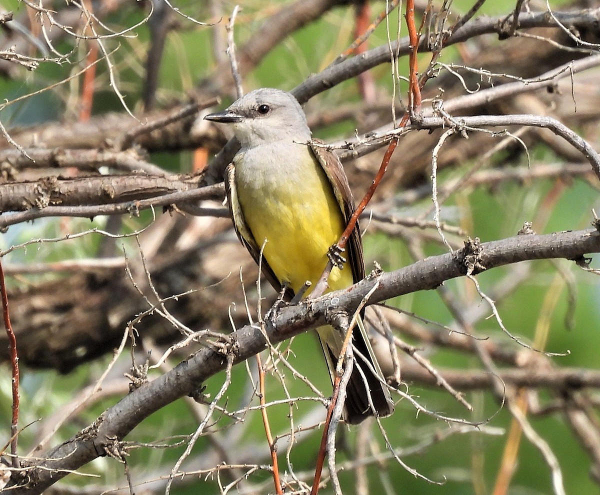 Western Kingbird - ML593115091