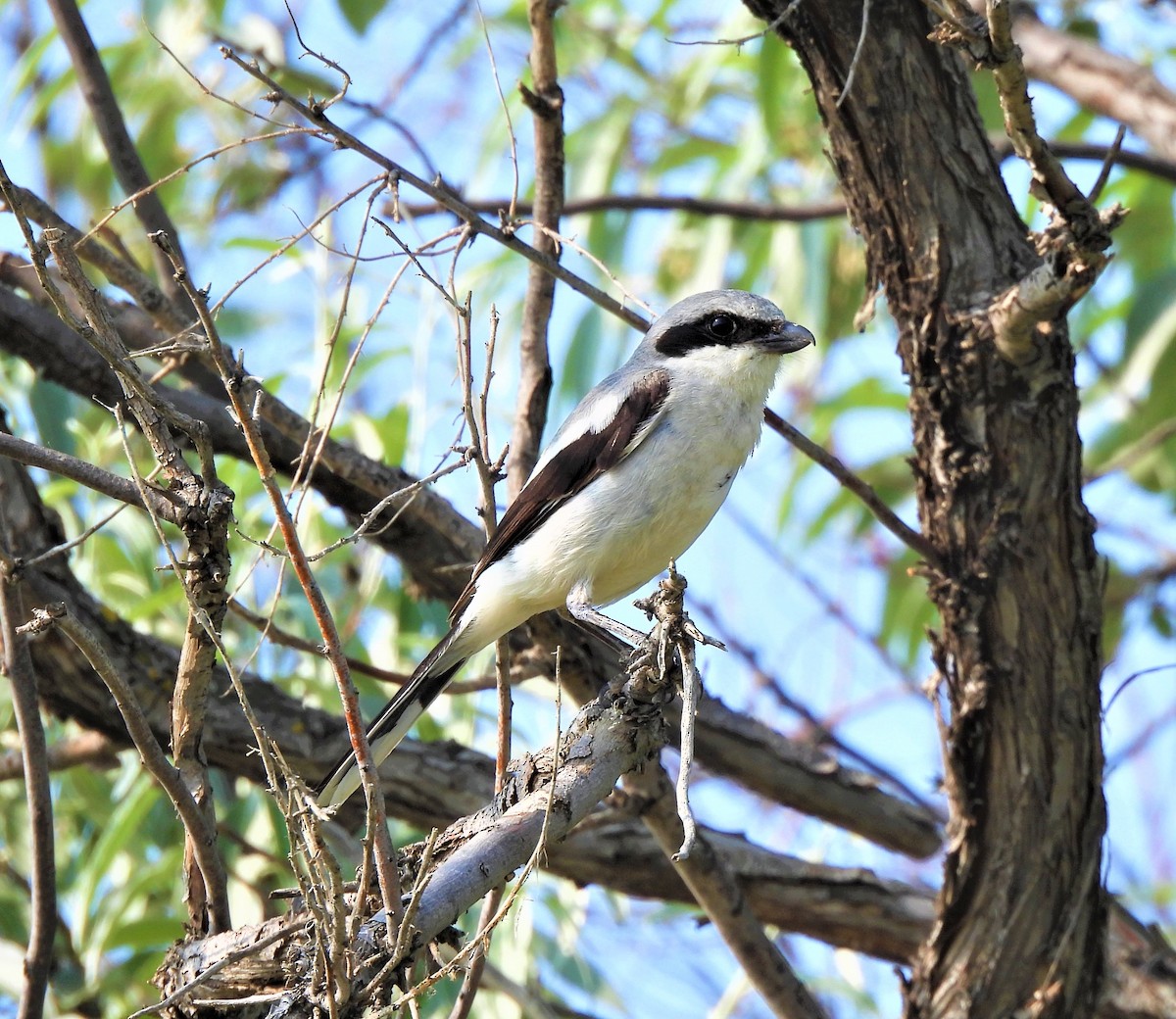 Loggerhead Shrike - ML593115251