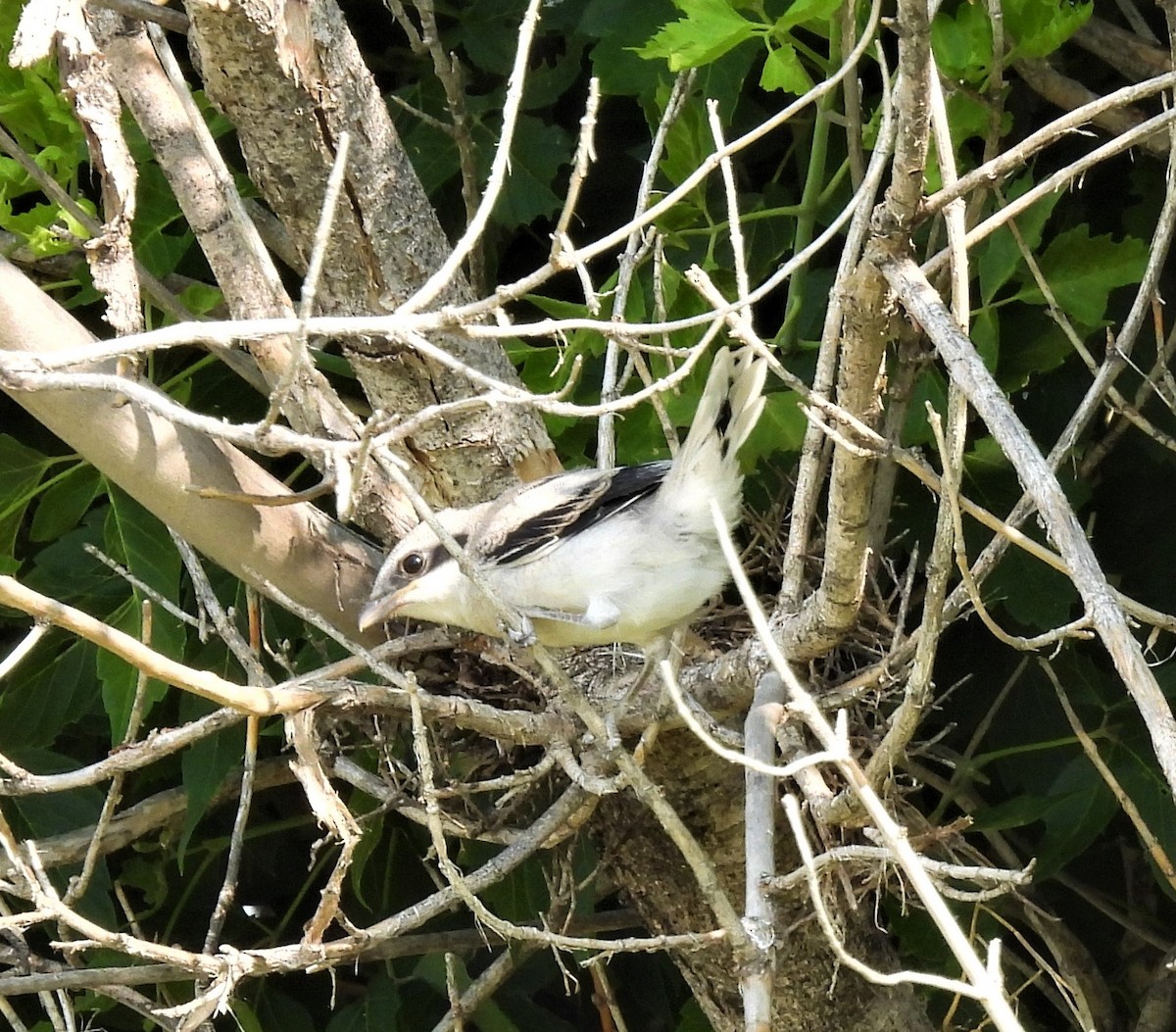 Loggerhead Shrike - ML593115411