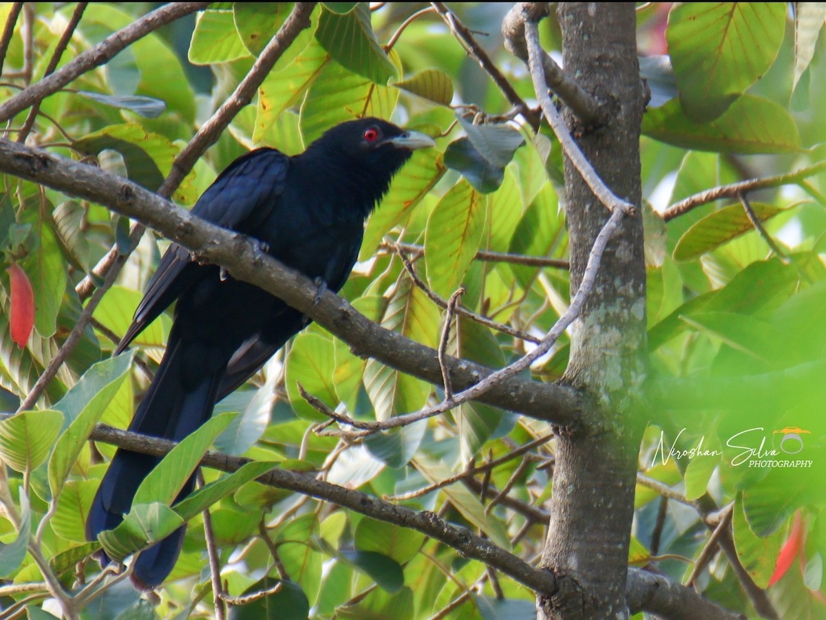 Asian Koel - Niroshan Silva