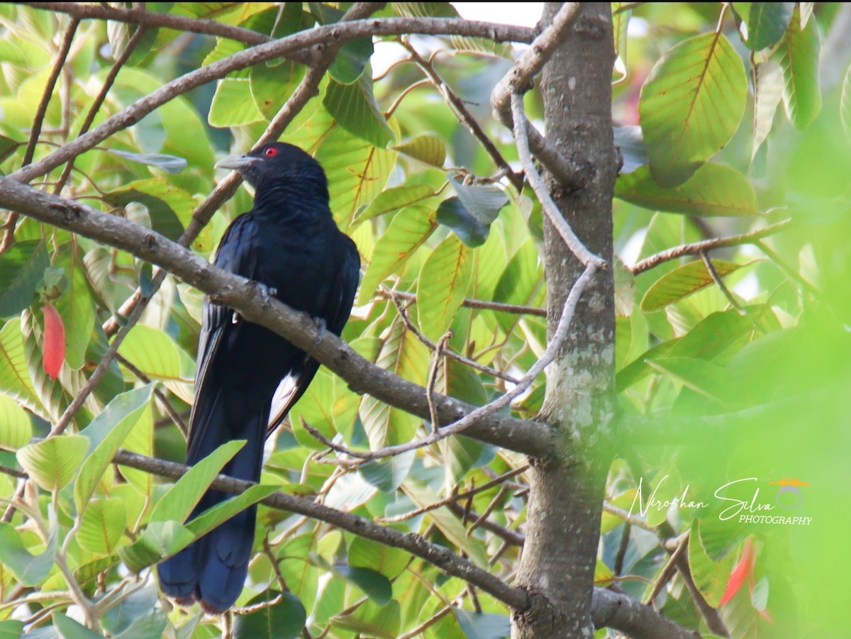 Asian Koel - Niroshan Silva