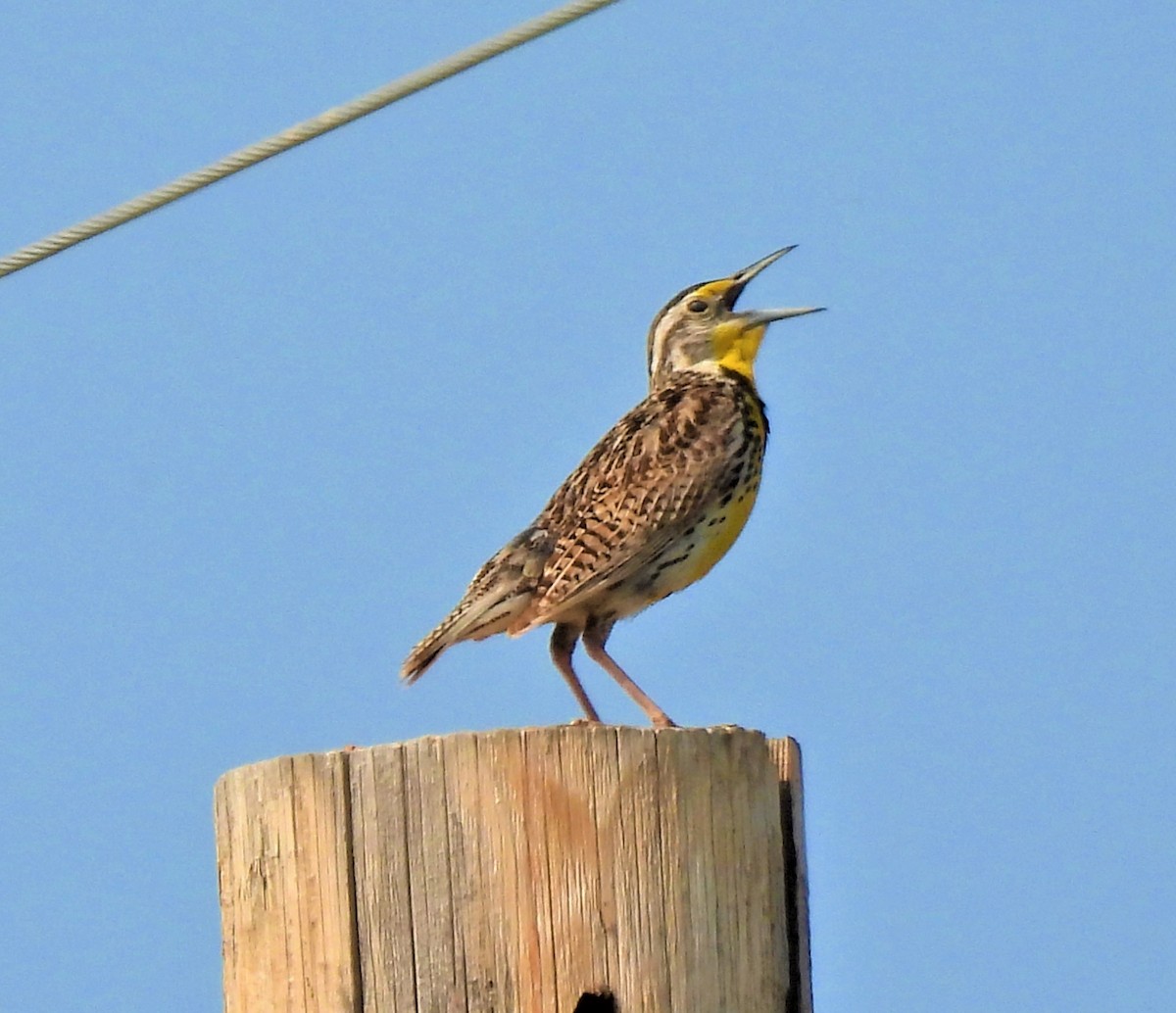 Western Meadowlark - ML593115601