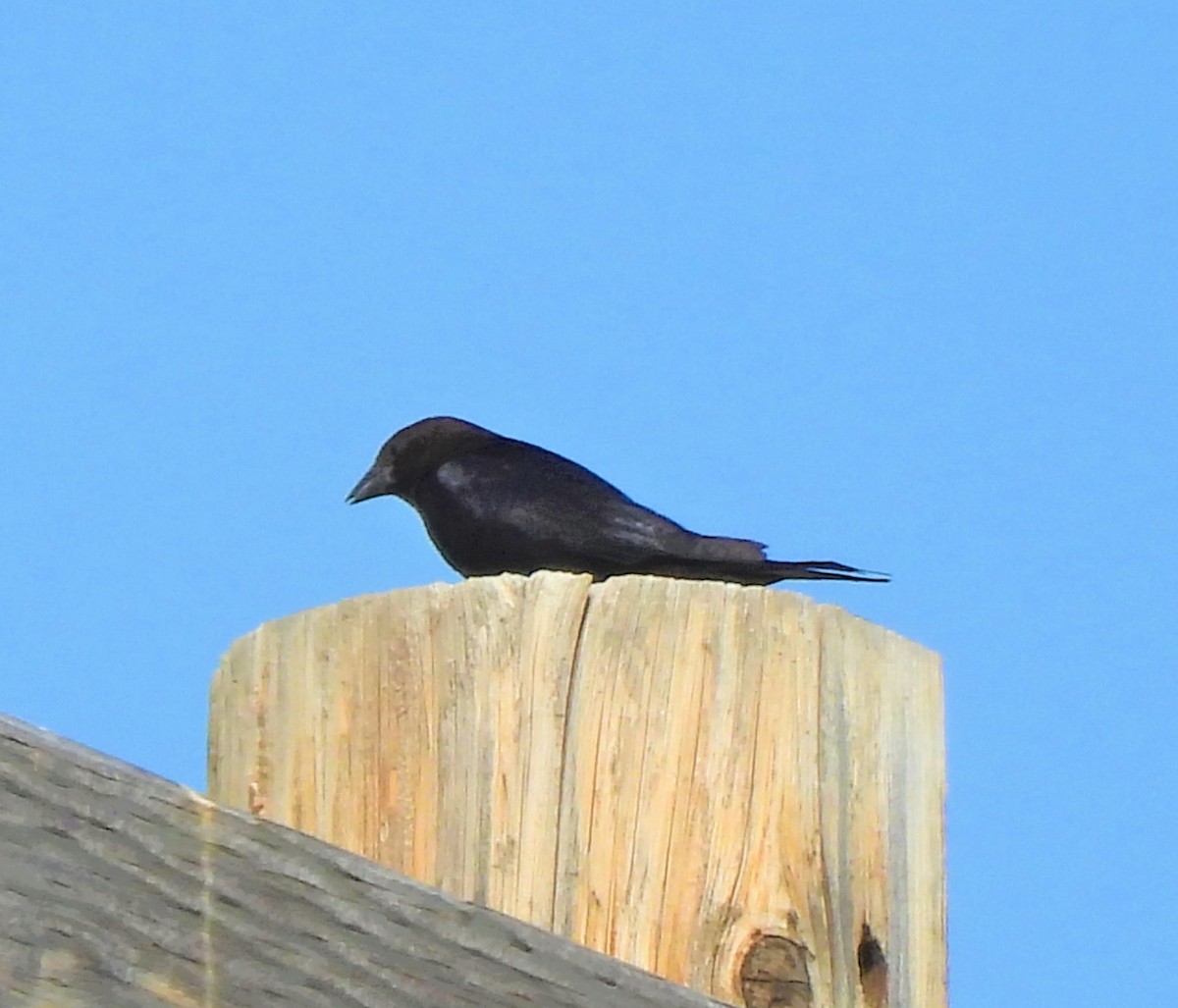 Brown-headed Cowbird - ML593115641