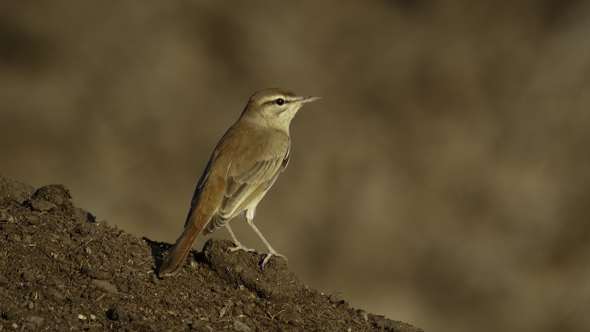 Rufous-tailed Scrub-Robin (Rufous-tailed) - ML593116271