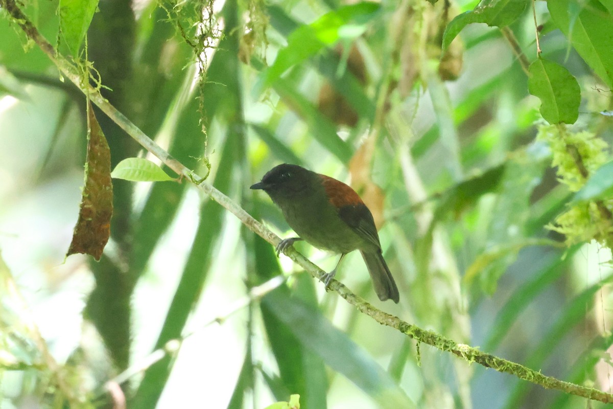 Maroon-backed Whistler - 志民 蘇