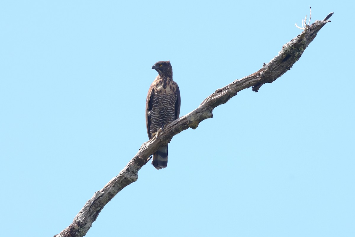 Aigle des Célèbes - ML593116451