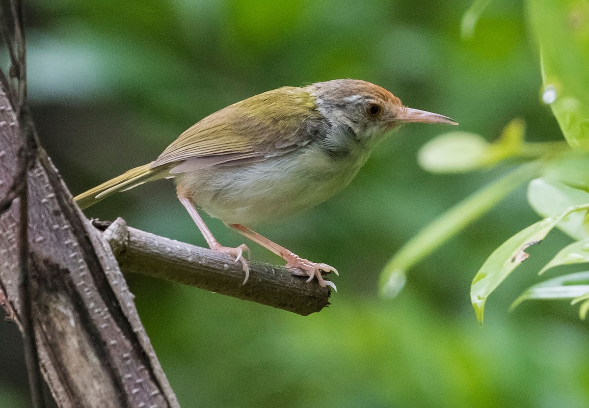 Common Tailorbird - ML593117081