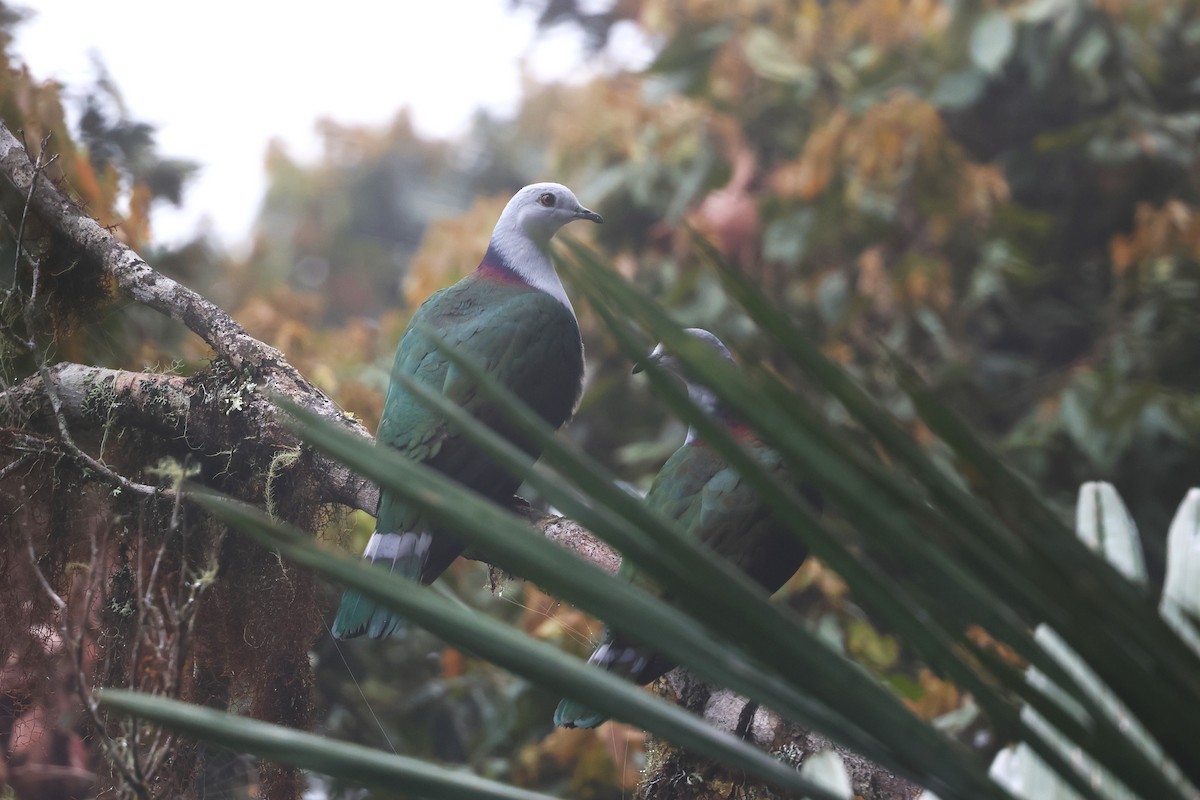 Gray-headed Imperial-Pigeon - ML593117601