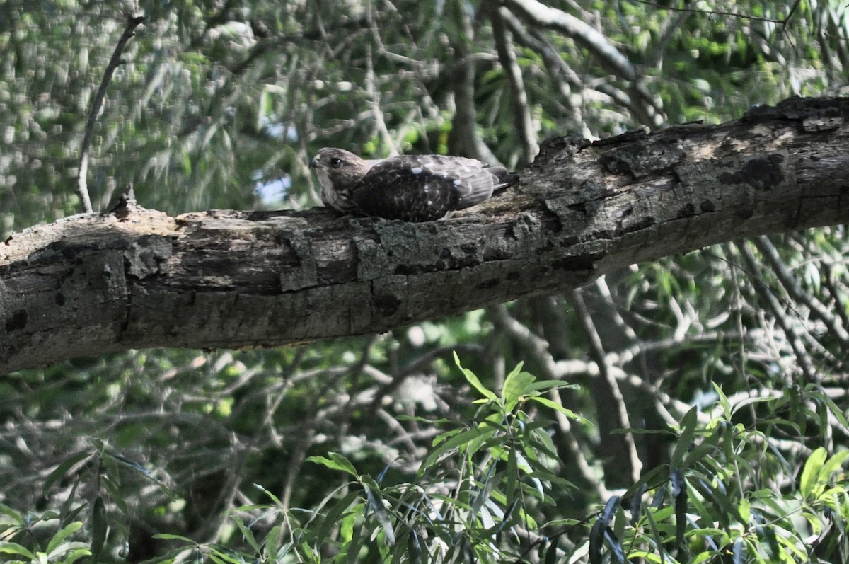 Cooper's Hawk - ML593117791
