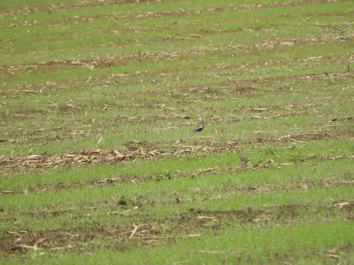 Pacific Golden-Plover - ML593118011