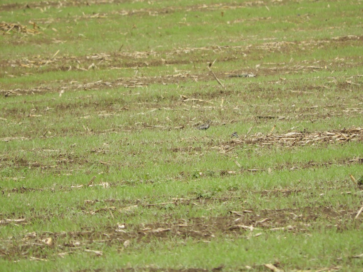 Pacific Golden-Plover - ML593118431