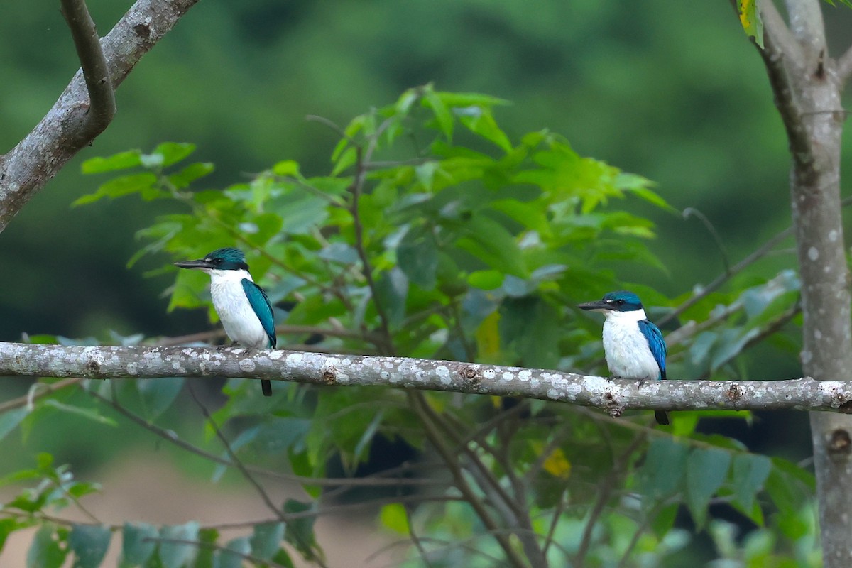 Collared Kingfisher - ML593118721