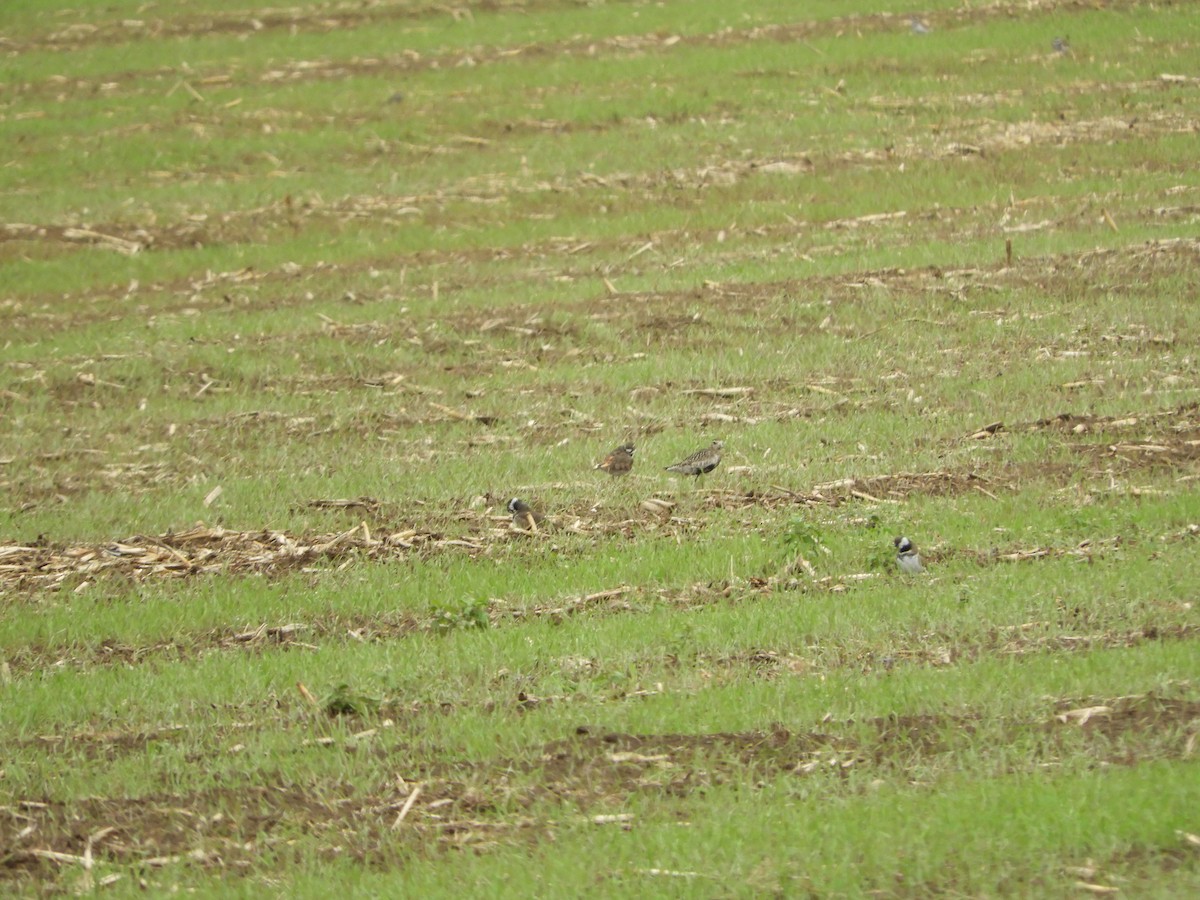 Pacific Golden-Plover - ML593118821