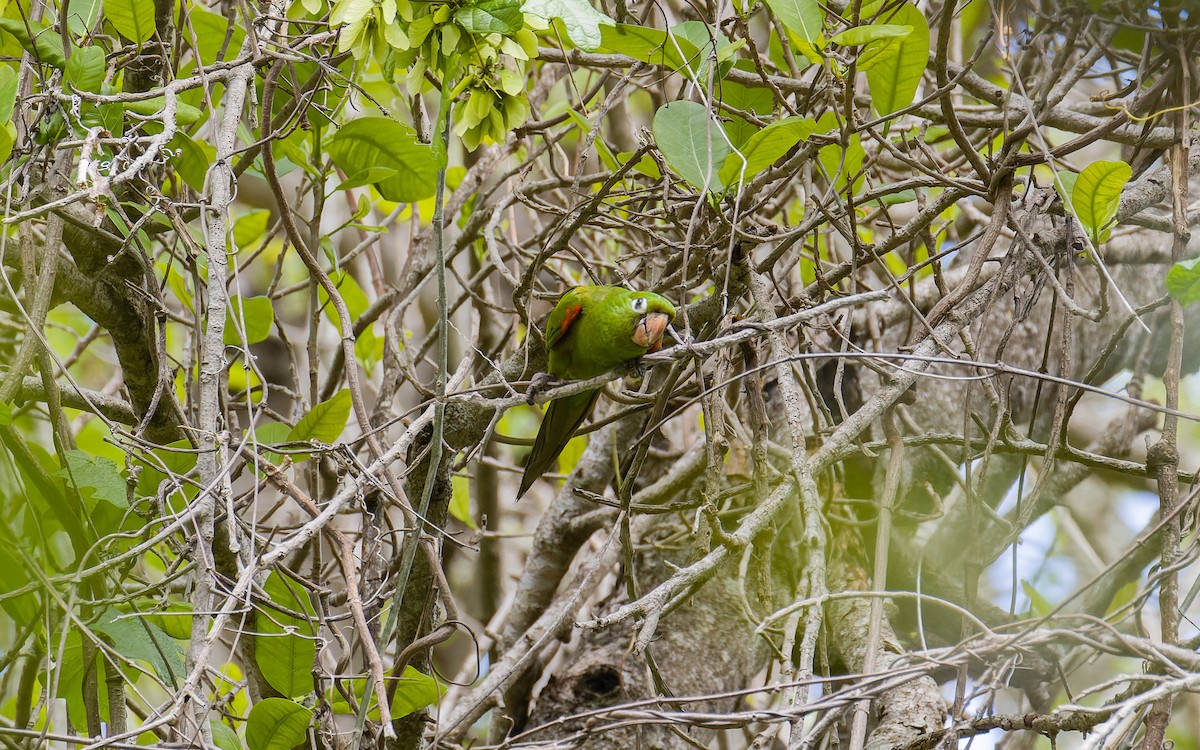 aratinga hispaniolský - ML593119951