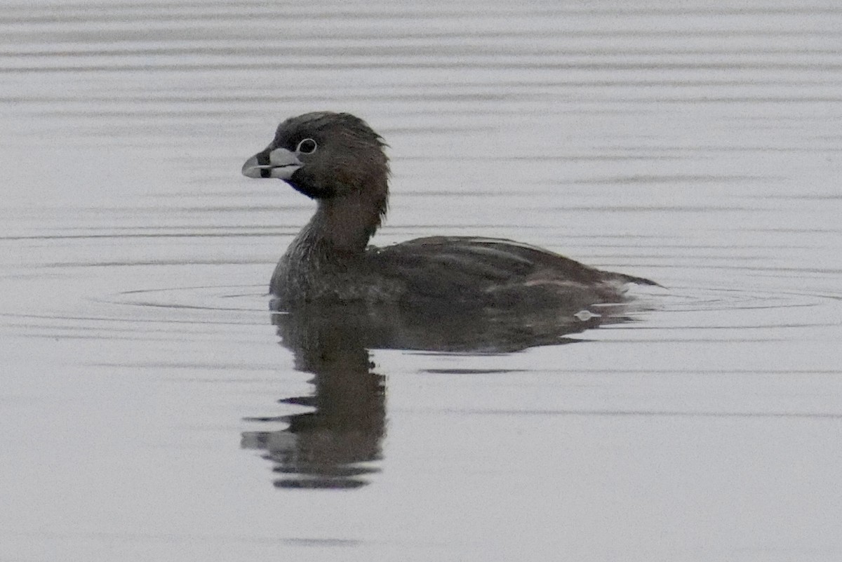 Pied-billed Grebe - ML593120031