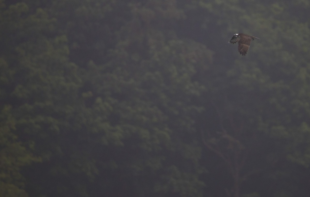 Osprey - Brent Angelo