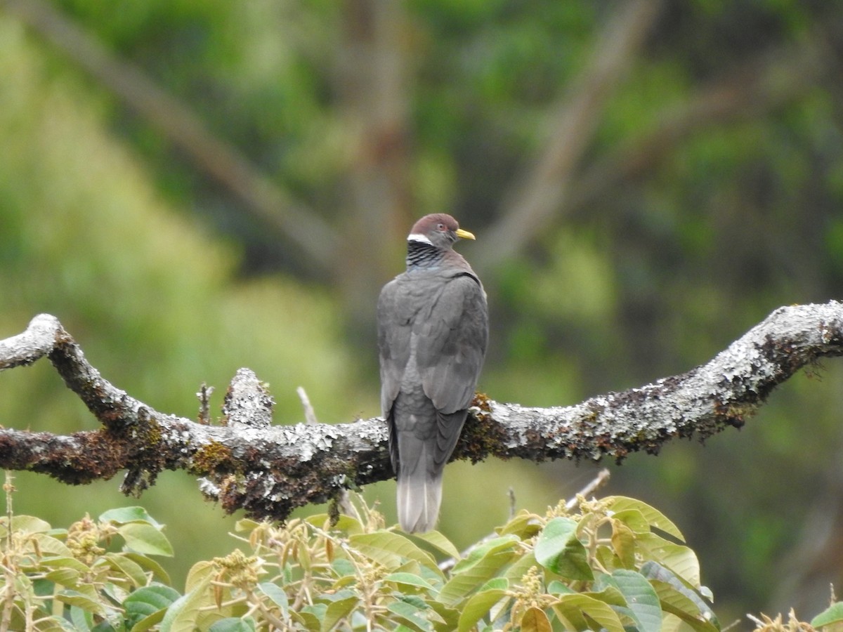 Band-tailed Pigeon - ML593120351
