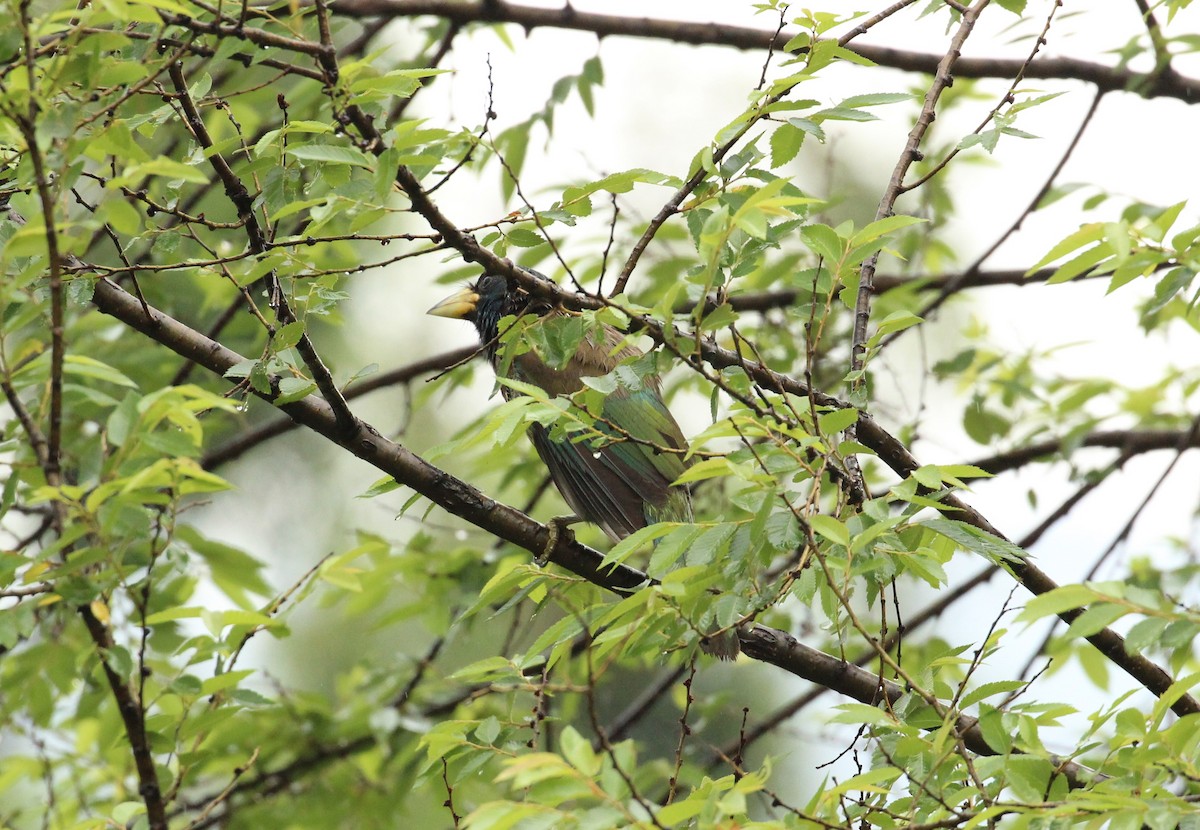 Great Barbet - ML593120741