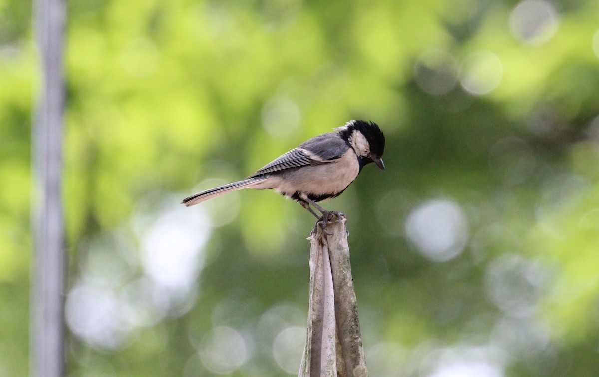 Cinereous Tit - ML593120941