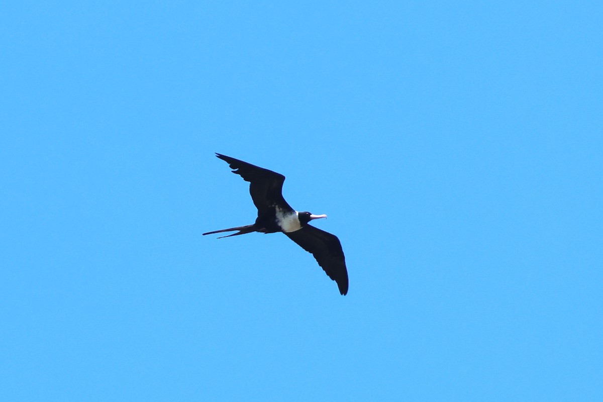 Lesser Frigatebird - 志民 蘇