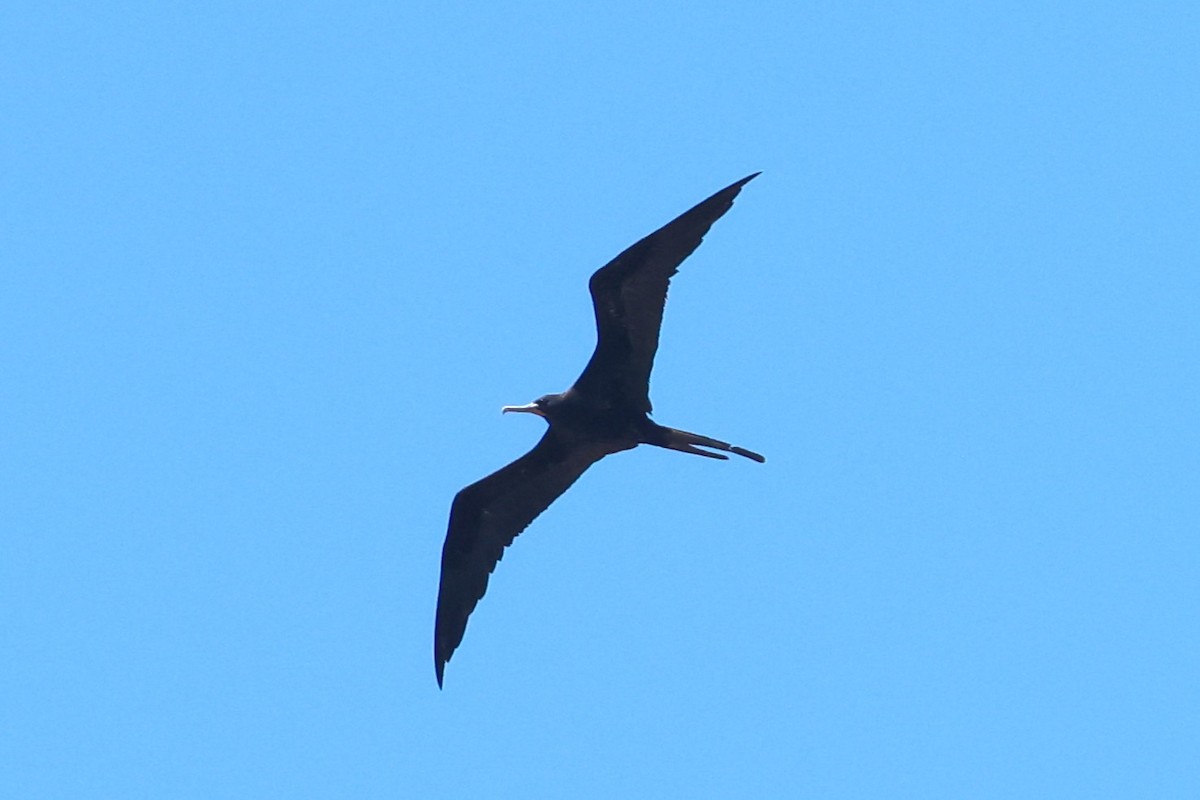 Great Frigatebird - ML593121761