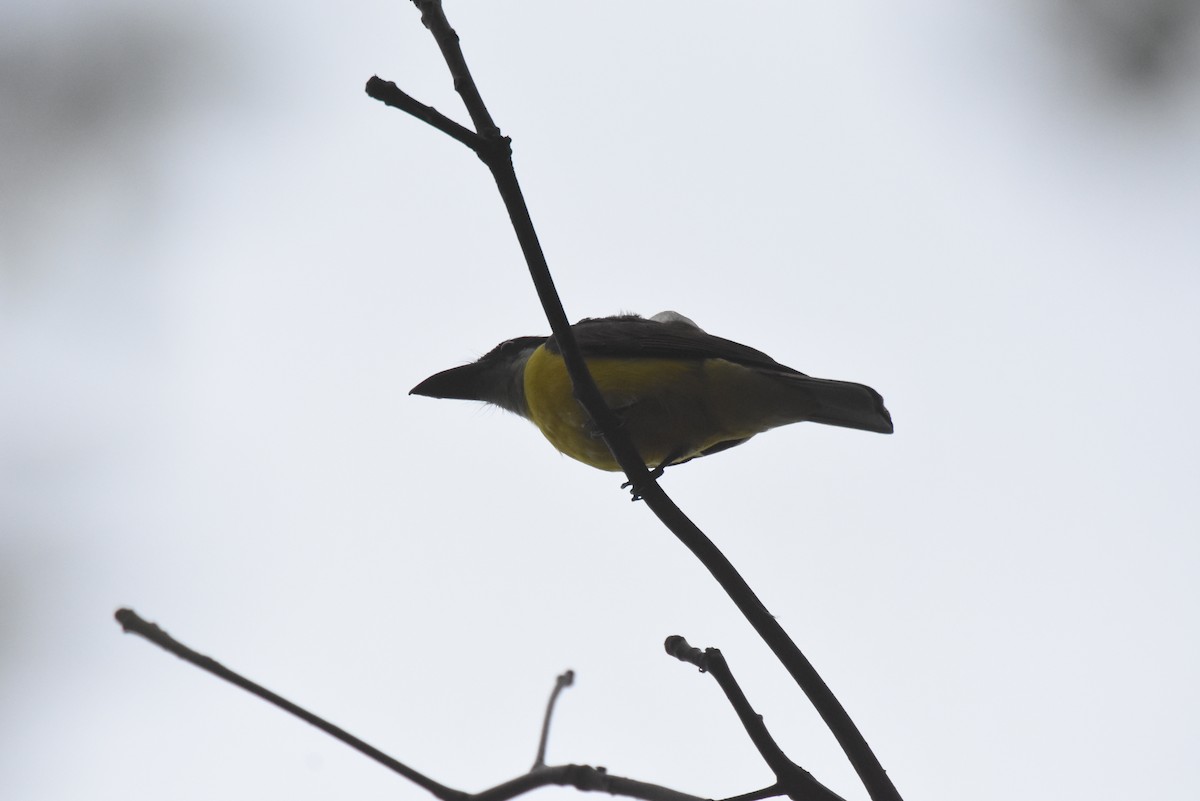 Boat-billed Flycatcher - ML593122161