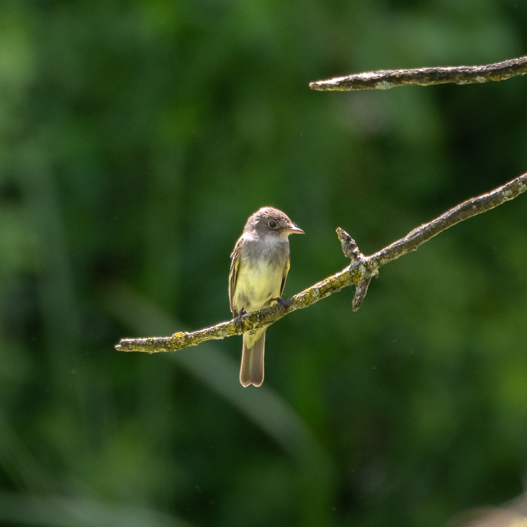 Least Flycatcher - ML593122661