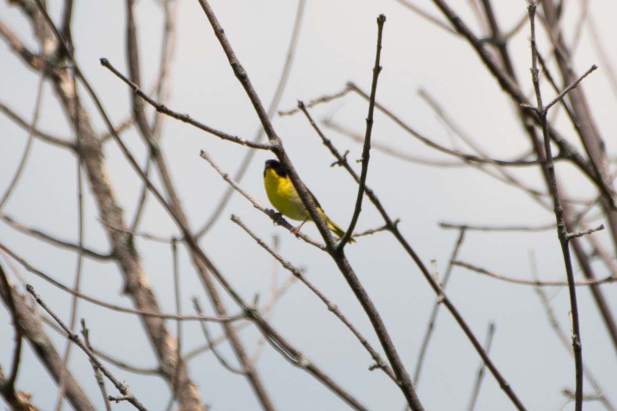 Common Yellowthroat - ML593122701