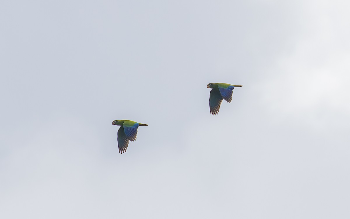 Hispaniolan Parrot - ML593123521