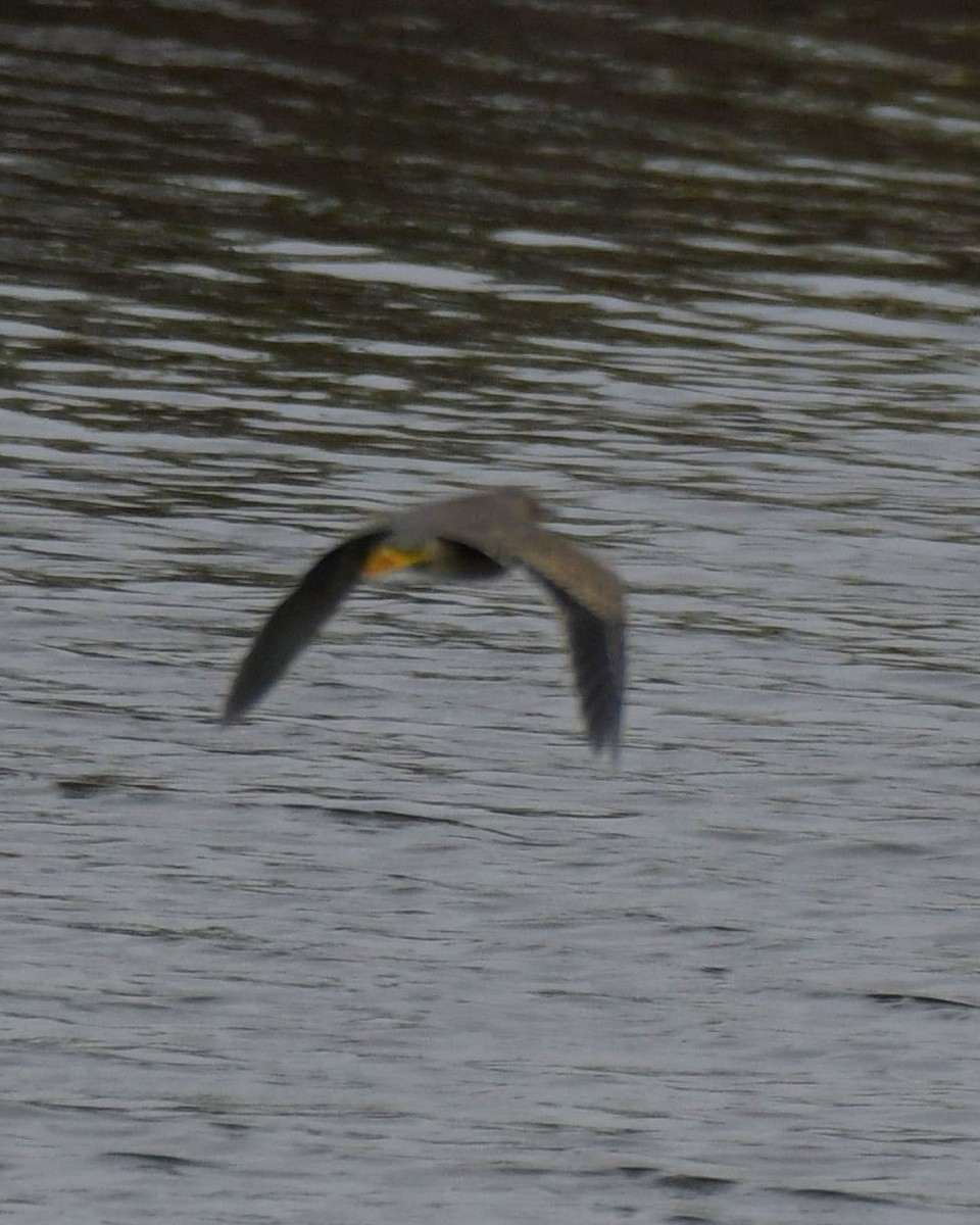 Striated Heron - ML593124271