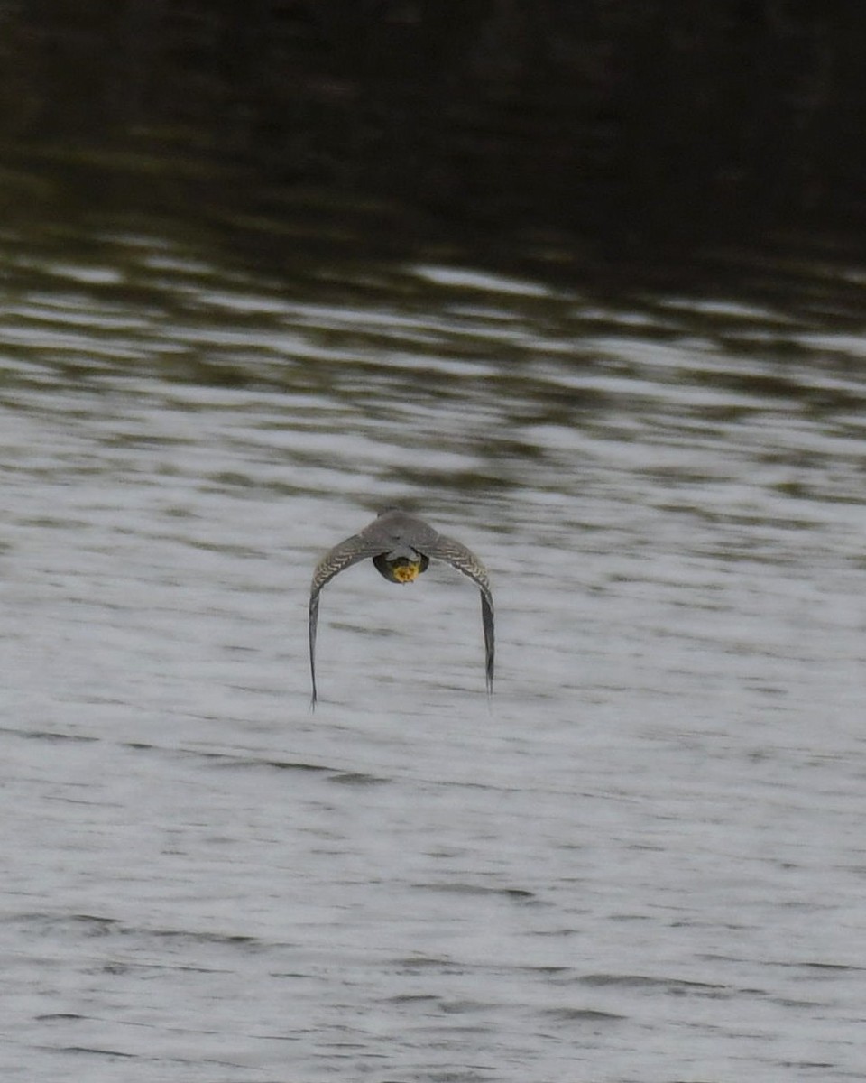 Striated Heron - ML593124281