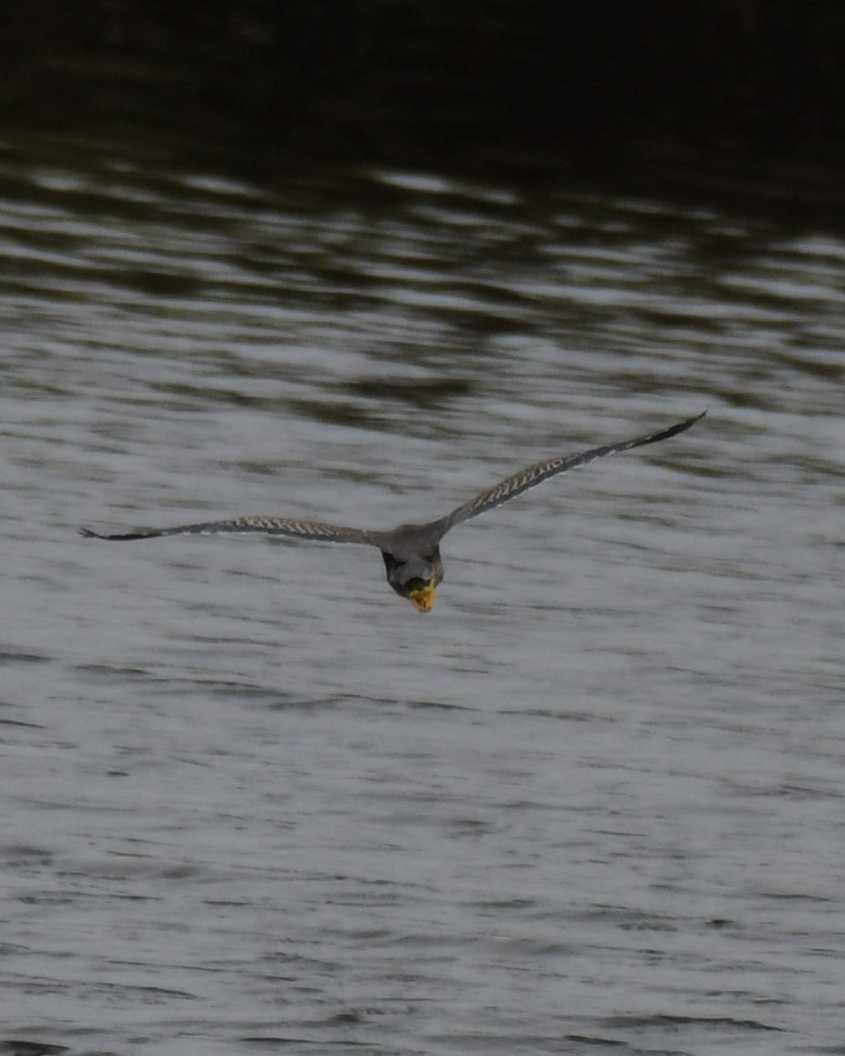 Striated Heron - ML593124291